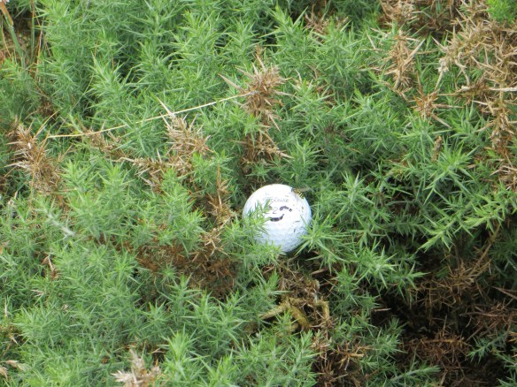 Gorse Ball