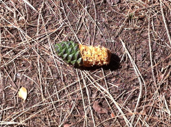 Pine Cone Cob