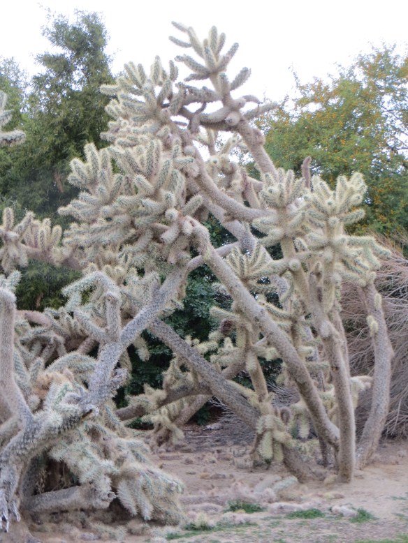 DWF Cholla 2
