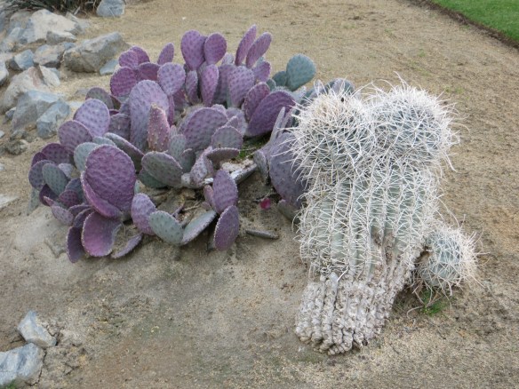 Purple Cactus