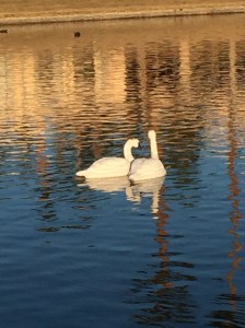 Courting