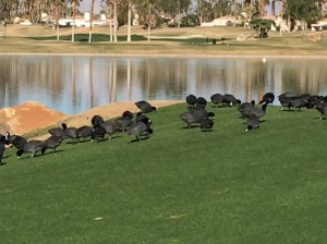 Fowl Play