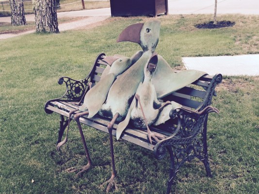 Some reclining pelicans watch your warm up at the range